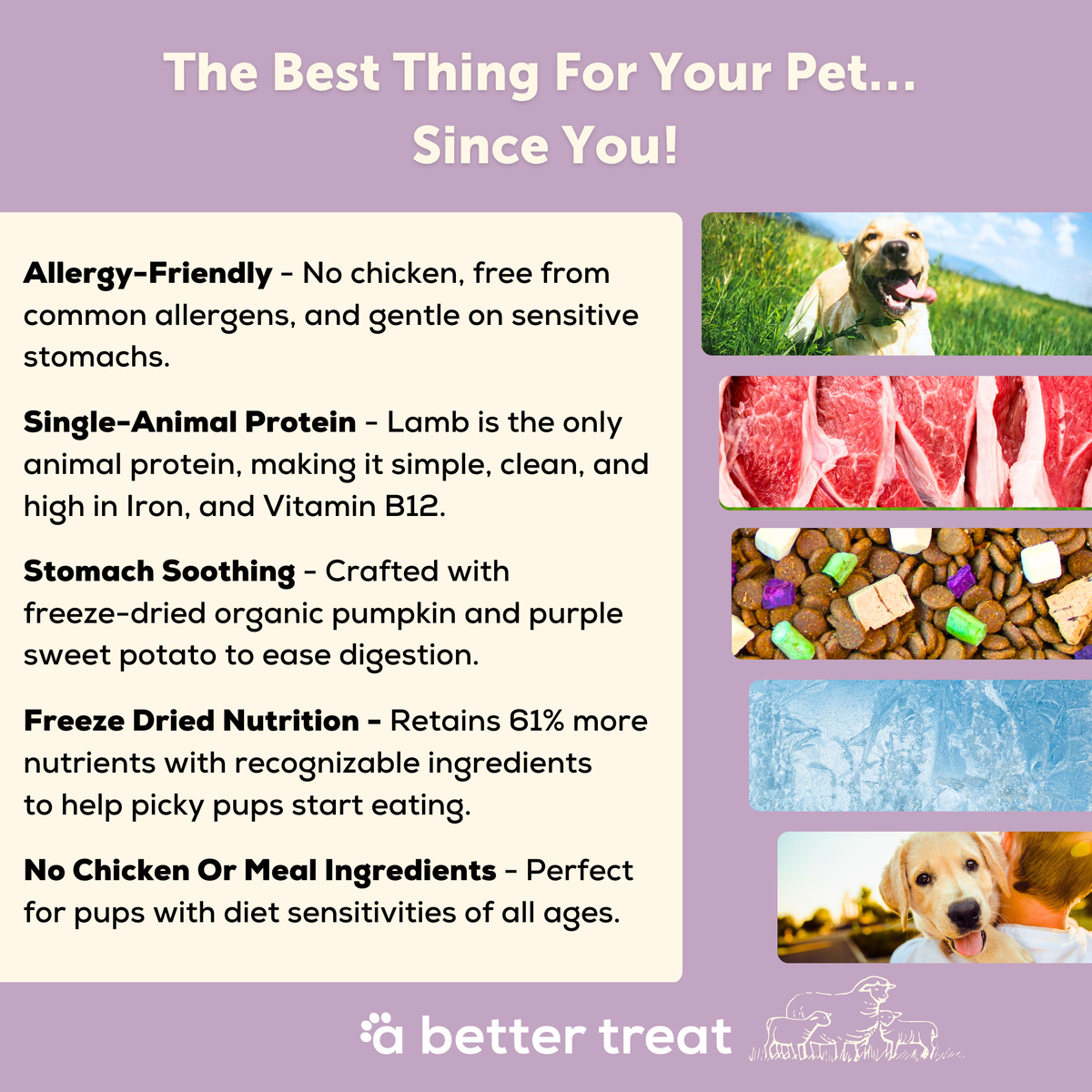 A Better Dog Food - Allergy Friendly Lamb | No Chicken, Only Lamb Animal Protein, No Meal Ingredients, Grain Free | Raw You Can See